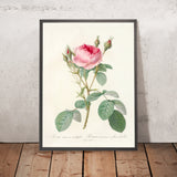 Moss Rose (Rosa muscosa multiplex) by Pierre Joseph Redouté, 1817