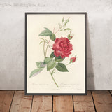 Rosa Indica Cruenta by Pierre Joseph Redouté, 1817