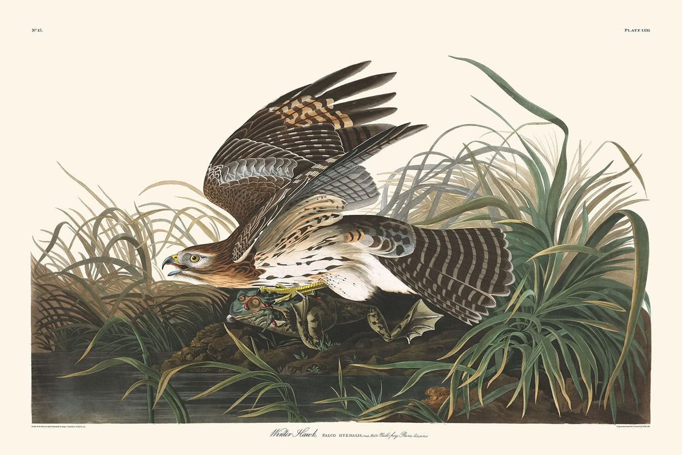 Winter Hawk von John James Audubon, 1827 