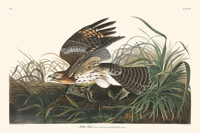 Winter Hawk von John James Audubon, 1827