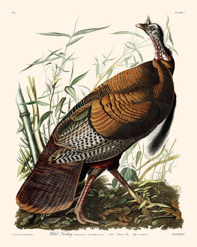 Wild Turkey von John James Audubon, 1827 