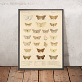 Moths (Lepidoptera: Heterocera, Plate 042) by Frederick DuCane Godman, 1879