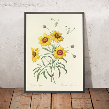 A framed image of Coreopsis elegans (Plate 26) by Pierre Joseph Redouté, 1827