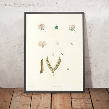 A framed image of Lathyrus (Plate 15) by Pierre Joseph Redouté, 1805
