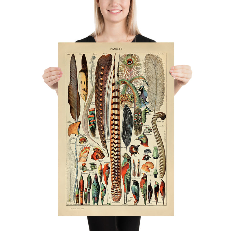 Piume di Adolphe Millot, 1890 