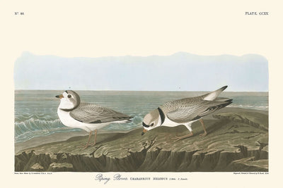 Pluvier siffleur par John James Audubon, 1827