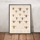 Bees, Wasps and Ants (Hymenoptera, Plate 25) by Frederick DuCane Godman, 1879