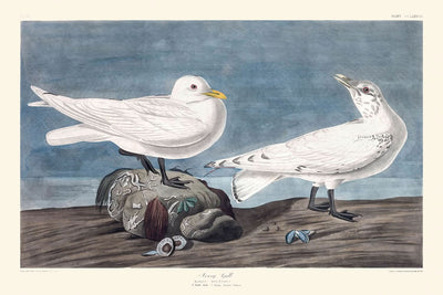 Ivory Gull by John James Audubon, 1827