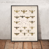Bees, Wasps, and Ants (Hymenoptera, Plate 01) by Frederick DuCane Godman, 1879