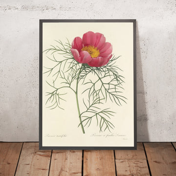 A framed image of Fernleaf Peony (Paeonia tenuifolia, Plate 73) by Pierre Joseph Redouté, 1827