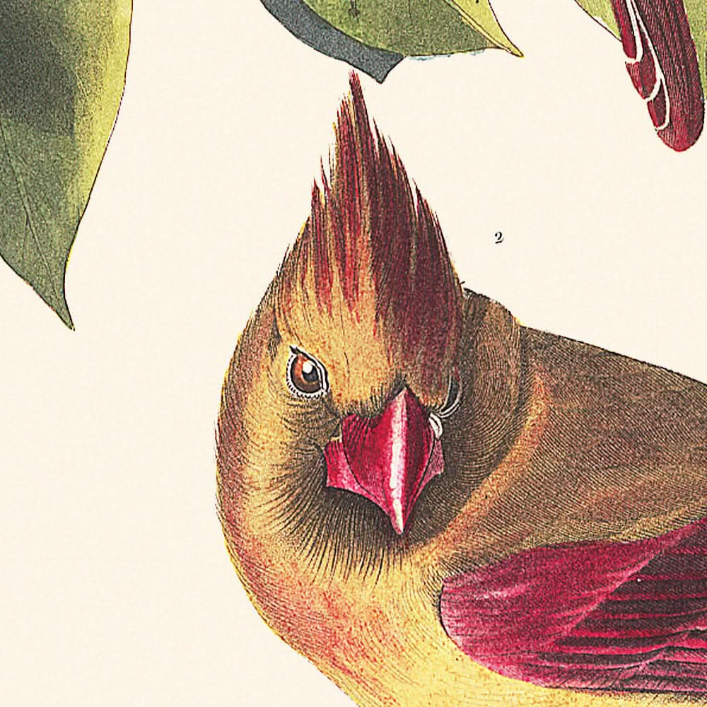 Cardinal Grosbeak by John James Audubon, 1827