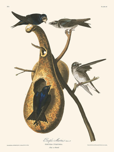 Martinet pourpre par John James Audubon, 1827