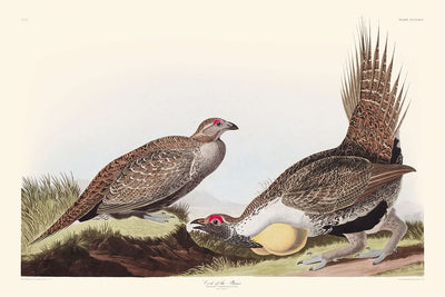 "Hahn der Prärie von John James Audubon, 1827"