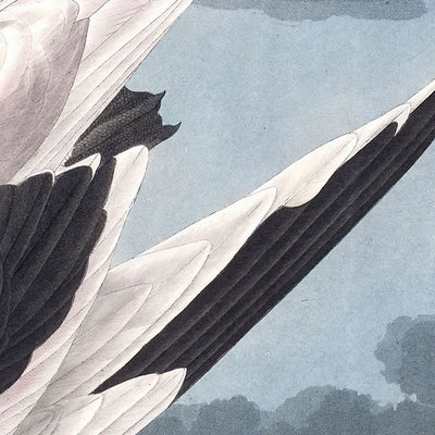 Oiseau Tropique de John James Audubon, 1827