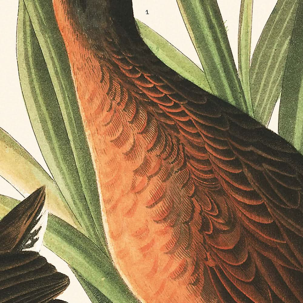 Râle de Virginie par John James Audubon, 1827