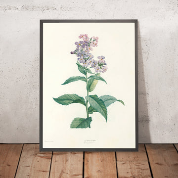 A framed image of Phlox (Plate 9) by Pierre Joseph Redouté, 1805