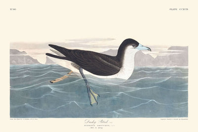 "Petrel oscuro" de John James Audubon, 1827