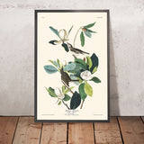 Warbling Flycatcher di John James Audubon, 1827 