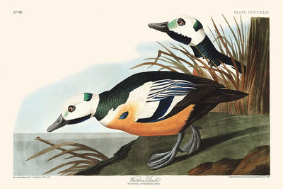 Pato occidental, de John James Audubon, 1827