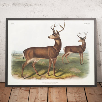 A framed image of 