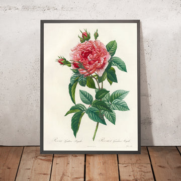 A framed image of Rosa Gallica Regalis by Pierre Joseph Redouté, 1817