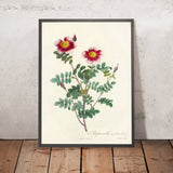 Burnet Rose (Rosa pimpinellifolia flore variegato) by Pierre Joseph Redouté, 1817