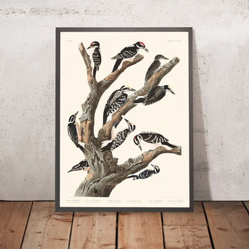 Viele verschiedene Spechte (Tafel 417) von John James Audubon, 1827 