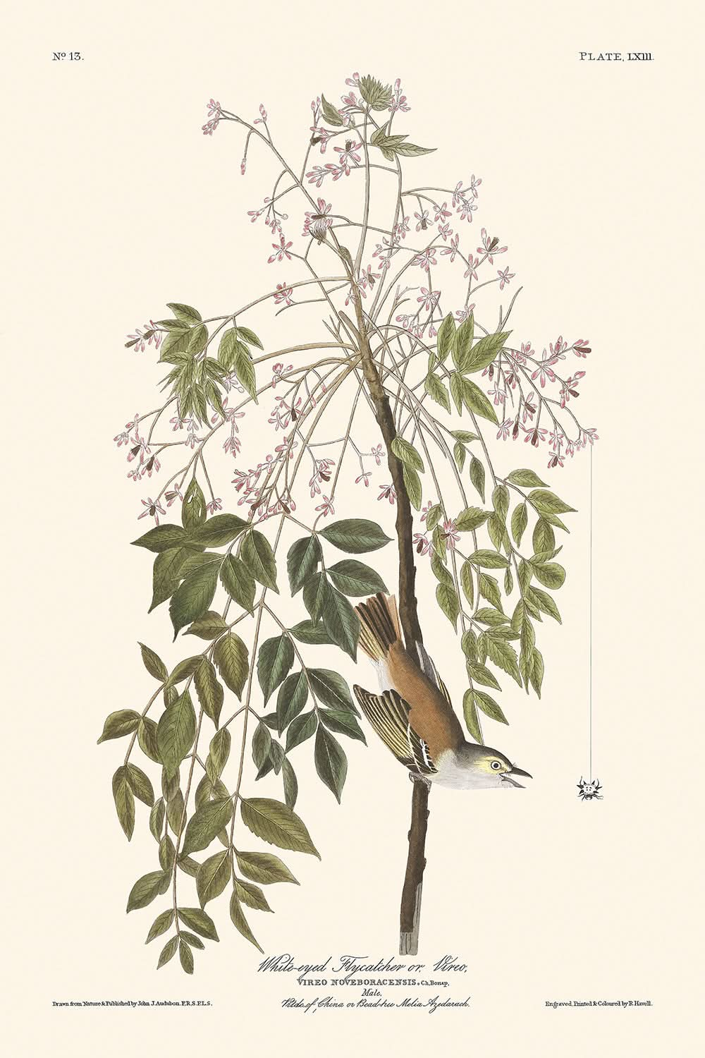 Weißäugiger Fliegenfänger, oder Vireo von John James Audubon, 1827 