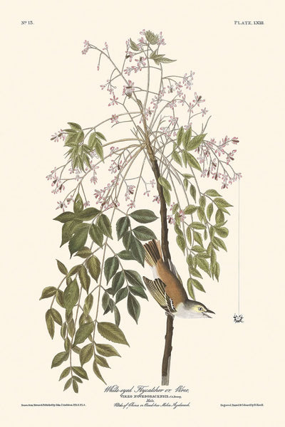 Papamoscas de ojos blancos o vireo, de John James Audubon, 1827