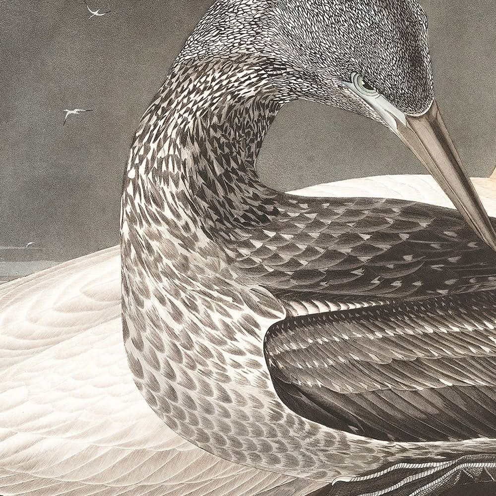 Fou de Bassan par John James Audubon, 1827