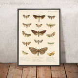 Moths (Lepidoptera: Heterocera, Plate 25) by Frederick DuCane Godman, 1879