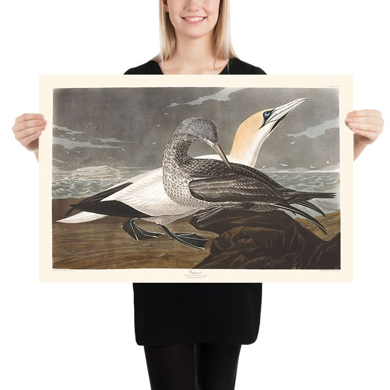 Gannet von John James Audubon, 1827 