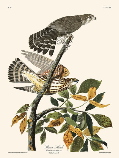 Pigeon Hawk by John James Audubon, 1827