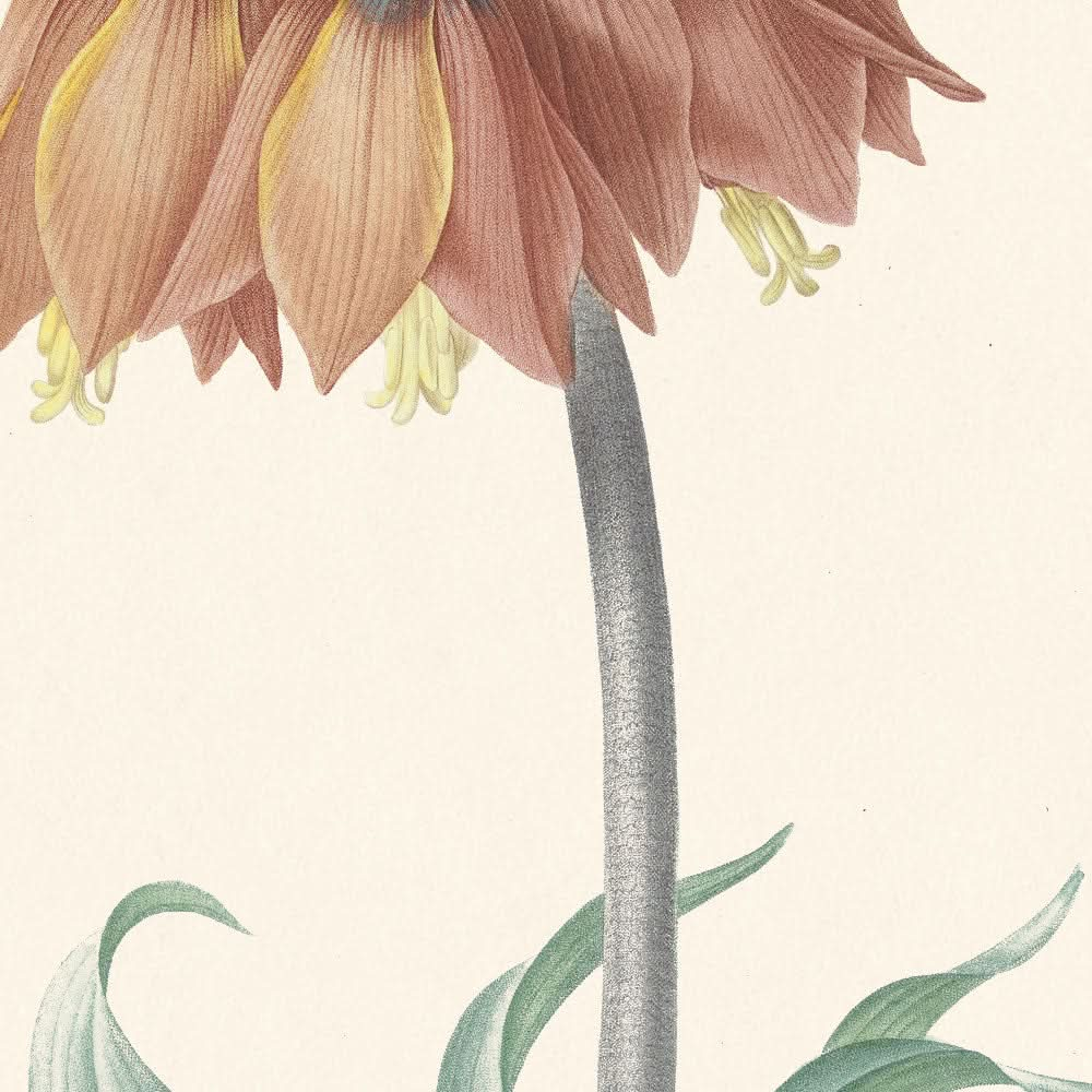 Fritillaria imperialis de Pierre-Joseph Redouté, 1802