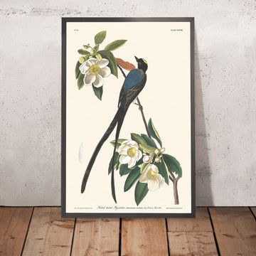 Pigliamosche dalla coda fork-tailed di John James Audubon, 1827 