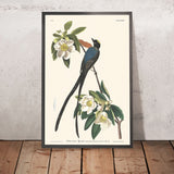 Gabelschwanz-Fliegenschnäpper von John James Audubon, 1827 