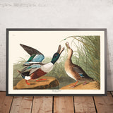 Anatra Shoveller di John James Audubon, 1827 