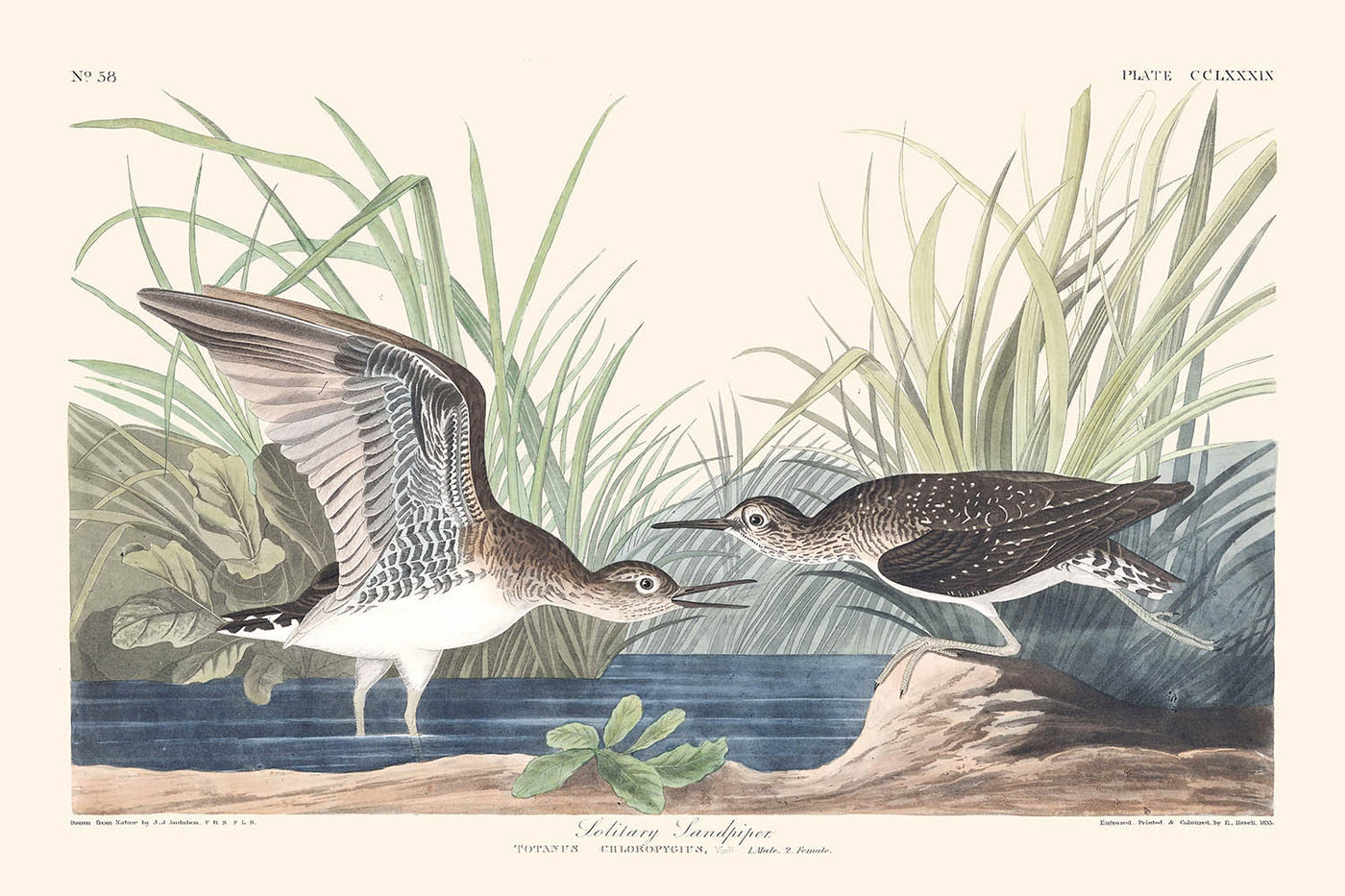 Solitary Sandpiper by John James Audubon 1827