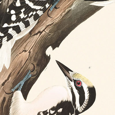 Pájaro carpintero de María, pájaro carpintero de tres dedos, pájaro carpintero de Phillips, pájaro carpintero canadiense, pájaro carpintero de Harris, pájaro carpintero de Audubon, de John James Audubon, 1827