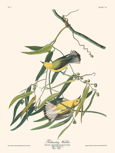 Prothonotary Warbler by John James Audubon, 1827