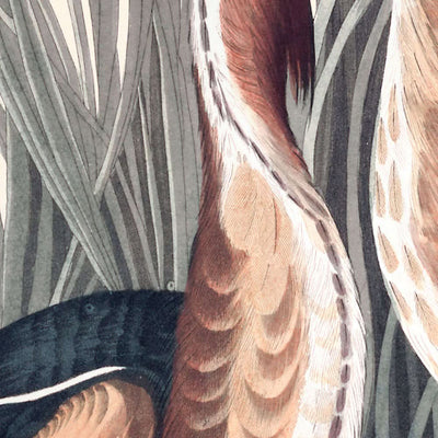 Least Bittern by John James Audubon, 1827