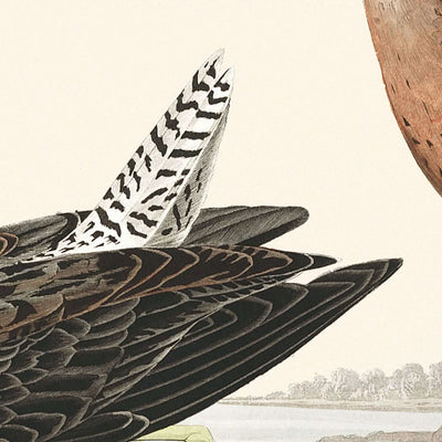 Bécassine à poitrine rousse par John James Audubon, 1827