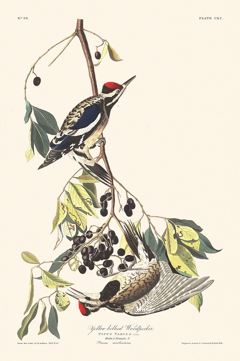 Yellow-bellied Woodpecker by John James Audubon, 1827