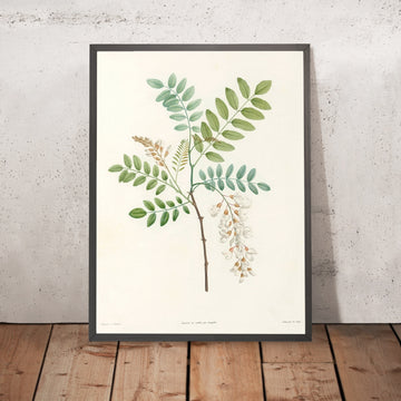 A framed image of Robinia (Plate 18) by Pierre Joseph Redouté, 1805