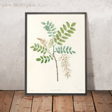 Robinia (Plate 18) by Pierre Joseph Redouté, 1805