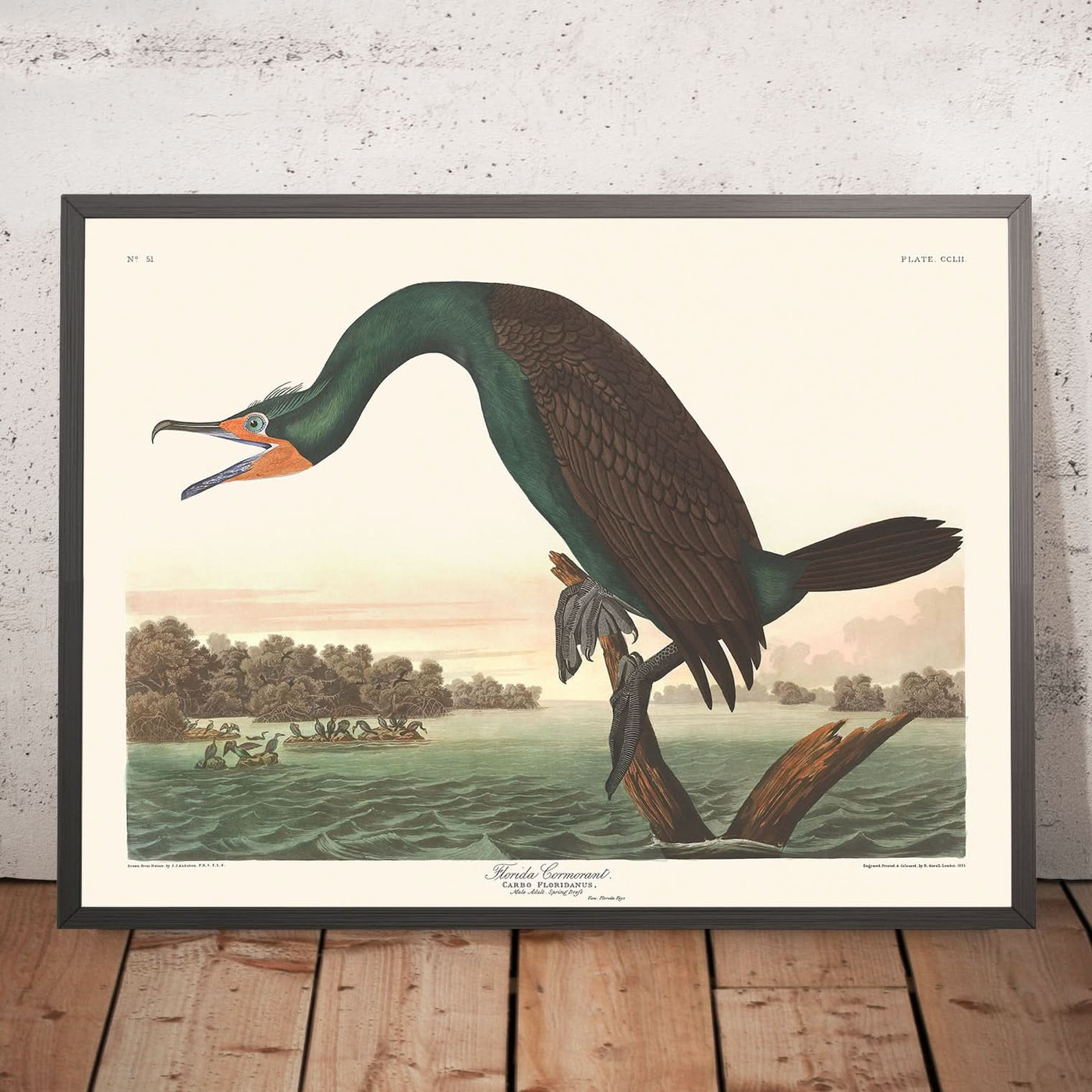 Cormoran de Floride par John James Audubon, 1827