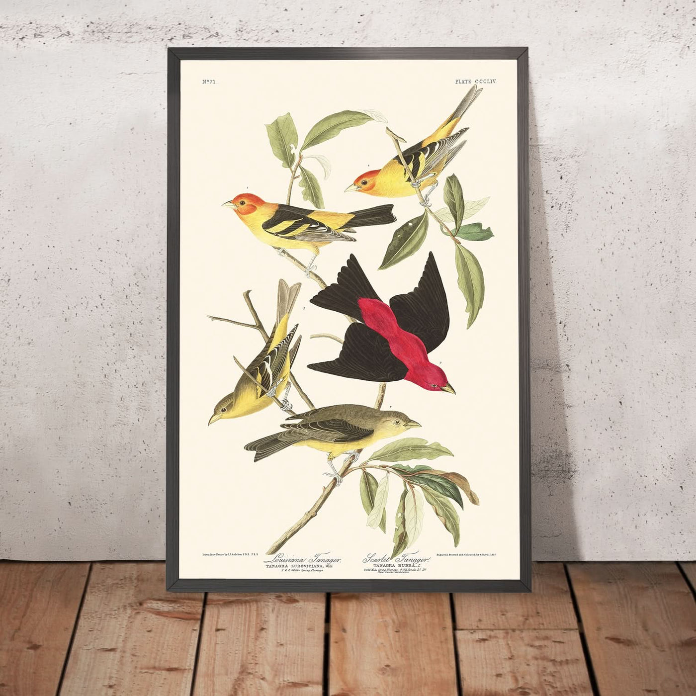 Louisiana Tanager and Scarlet Tanager by John James Audubon, 1827