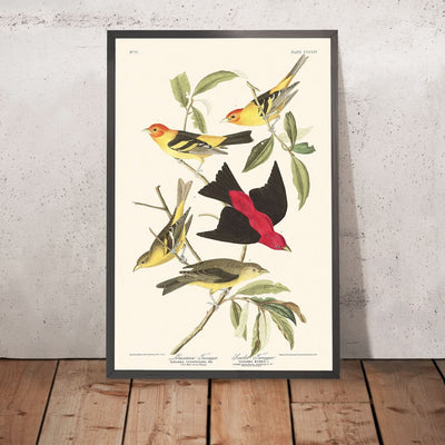 Louisiana Tanager und Scarlet Tanager von John James Audubon, 1827