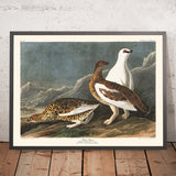 Gallo cedrone di John James Audubon, 1827 