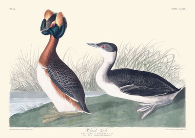 Ohrentaucher von John James Audubon, 1827